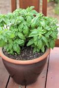 Basil